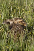 Brown Hare, Lepus europaeus, leveret hiding in grass with back to viewer European hare,European brown hare,brown hare,Brown-Hare,Lepus europaeus,hare,hares,mammal,mammals,herbivorous,herbivore,lagomorpha,lagomorph,lagomorphs,leporidae,lepus,declining,threatened,precocial,r