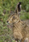 Head profile of alert Brown Hare, Lepus europaeus, with ears and eye the focus European hare,European brown hare,brown hare,Brown-Hare,Lepus europaeus,hare,hares,mammal,mammals,herbivorous,herbivore,lagomorpha,lagomorph,lagomorphs,leporidae,lepus,declining,threatened,precocial,r
