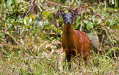 Little red brocket portrait Deer,brocket,brockets,Ecuador red brocket,cervidae,cervids,Ruminantia,Artiodactyla,rare,unstudied,mammal,mammalia