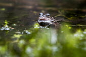Common frog on surface of water Water,reflection,pond,amphibians,frogs,head,face,eyes,Anura,Frogs and Toads,Amphibians,Amphibia,Ranidae,Ranids,Chordates,Chordata,Aquatic,liui,temporaria,Rana,Carnivorous,Ponds and lakes,Terrestrial,T