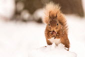 Red squirrel eating acorn in snow cute,squirrels,feeding,food,eating,eat,acorn,snow,christmas,cold,ice,white,Chordates,Chordata,Squirrels, Chipmunks, Marmots, Prairie Dogs,Sciuridae,Rodents,Rodentia,Mammalia,Mammals,Broadleaved,Europe