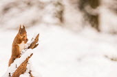 Red squirrel eating acorn in snow cute,squirrels,feeding,food,eating,eat,acorn,snow,christmas,cold,ice,white,Chordates,Chordata,Squirrels, Chipmunks, Marmots, Prairie Dogs,Sciuridae,Rodents,Rodentia,Mammalia,Mammals,Broadleaved,Europe