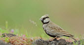 Ashy-crowned sparrow-lark Bird,birds,Aves,sparrow,sparrow-lark,Alaudidae,Passeriformes,on ground,perching,perched,close-up,male