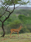 Male chinkara Indian gazelle,gazelles,gazelle,bovids,bovidae,Artiodactyla,Mammalia,mammals,male,antlers,horns