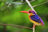 Oriental dwarf kingfisher perched on branch Bird,birds,aves,kingfishers,colour,colourful,bright,bill,face,blue,yellow,green