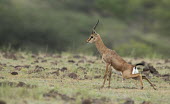 Male chinkara urinating Indian gazelle,gazelles,gazelle,bovids,bovidae,Artiodactyla,Mammalia,mammals,male,antlers,horns,urine,urinating