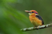 Oriental dwarf kingfisher juvenile perched on branch Bird,birds,aves,kingfishers,colour,colourful,bright,bill,face,blue,yellow,green,juvenile,perching,perched