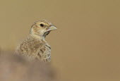 Female ashy-crowned sparrow-lark Bird,birds,Aves,sparrow,sparrow-lark,Alaudidae,Passeriformes,close-up,female,negative space,bill,head,eye