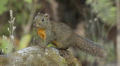 Orange-bellied Himalayan squirrel Squirrels,squirrel,rodent,rodentia,Sciuridae,Mammalia,mammals,cute