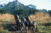 Black rhinos - under 24 hours guard to deter poachers Africa,Conservation,rhino,rhinos,black rhino,black rhinos,black rhinoceros,Diceros bicornis,Zimbabwe,poacher,poachers,threat,threats,protect,protection,guard,rangers,ranger,armed,gun,guns,walk,group,h