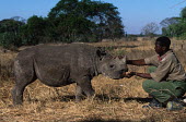 Orphaned baby black rhino - mother killed by poachers Africa,Conservation,rhino,rhinos,black rhino,black rhinos,black rhinoceros,Diceros bicornis,Zimbabwe,orphan,orphaned,baby,killed,poacher,poachers,poached,care,carer,feed,young,infant,profile,threat,th