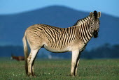 Quagga Project - plains zebra with faint striping on hind legs used in Quagga re-breeding project. Africa,Conservation,quagga,quaggas,quagga project,plains zebra,Equus quagga,Equus quagga quagga,re-breeding,subspecies,Extinct,stripes,pattern,coat,southern Africa,South Africa,portrait,profile,side v
