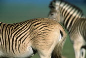 Quagga Project - plains zebra with faint striping on hind legs used in Quagga re-breeding project. Africa,Conservation,quagga,quaggas,quagga project,plains zebra,Equus quagga,Equus quagga quagga,re-breeding,subspecies,Extinct,stripes,pattern,coat,southern Africa,South Africa,habitat,zebra,zebras,re