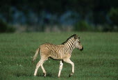 Quagga Project - plains zebra with faint striping on hind legs used in Quagga re-breeding project. Africa,Conservation,quagga,quaggas,quagga project,plains zebra,Equus quagga,Equus quagga quagga,re-breeding,subspecies,Extinct,stripes,pattern,coat,southern Africa,South Africa,portrait,zebra,zebras,f
