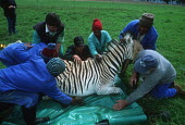 Quagga Project - tranquillized zebra being translocated as part of Quagga re-breeding project. Africa,Conservation,quagga,quaggas,quagga project,plains zebra,Equus quagga,Equus quagga quagga,re-breeding,subspecies,Extinct,stripes,pattern,coat,southern Africa,South Africa,zebra,zebras,adult,plai