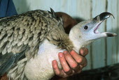 Cape Vulture Chick. Captive breeding project. Endangered Wildlife Trust Africa,Conservation,vulture,vultures,bird,birds,Gyps coprotheres,Gyps,Captive breeding project,breeding,project,captive,endangered,wildlife,chick,calling,being held,Aves,Birds,Accipitridae,Hawks, Eagl
