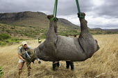 Black rhinoceros being prepared for airlift by helicopter. Capture officer Jed Bird supervising the airlift. Africa,Conservation,rhino,rhinos,black rhino,black rhinos,black rhinoceros,Diceros bicornis,mammal,mammals,translocation,helicopter,airlift,airlifted,capture,captive,people,habitat,ropes,upside down,h