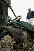 Black rhinoceros being loaded into a crate for translocation Africa,Conservation,rhino,rhinos,black rhino,black rhinos,black rhinoceros,Diceros bicornis,mammal,mammals,translocation,airlift,airlifted,capture,captive,ropes,ground,nose,horn,covered,lip,prehensile