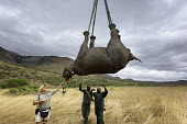 Black rhinoceros being prepared for airlift by helicopter. Capture officer Jed Bird supervising the airlift. Africa,Conservation,rhino,rhinos,black rhino,black rhinos,black rhinoceros,Diceros bicornis,mammal,mammals,translocation,helicopter,airlift,airlifted,capture,captive,people,habitat,ropes,upside down,h
