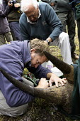 Black rhinoceros being prepared for a radio transmitter. Dr Jacques Flamand, overseeing the procedure. Africa,Conservation,rhino,rhinos,black rhino,black rhinos,black rhinoceros,Diceros bicornis,mammal,mammals,translocation,capture,captive,ropes,covered,people,radio transmitter,hole,horn,Mammalia,Mamma
