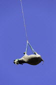 Black rhinoceros being airlifted by helicopter Africa,Conservation,rhino,rhinos,black rhino,black rhinos,black rhinoceros,Diceros bicornis,mammal,mammals,translocation,helicopter,airlift,airlifted,capture,captive,ropes,underneath,looking up,blue s