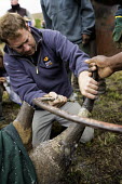 Black rhinoceros being prepared for a radio transmitter Africa,Conservation,rhino,rhinos,black rhino,black rhinos,black rhinoceros,Diceros bicornis,mammal,mammals,translocation,capture,captive,ropes,covered,people,radio transmitter,hole,horn,saw,remove,rem