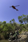 Black rhinoceros being prepared for airlift by helicopter. Capture officer Jed Bird supervising the airlift. Africa,Conservation,rhino,rhinos,black rhino,black rhinos,black rhinoceros,Diceros bicornis,mammal,mammals,translocation,helicopter,airlift,airlifted,capture,captive,people,habitat,ropes,Mammalia,Mamm
