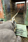 Black rhinoceros being loaded into a crate for translocation Africa,Conservation,rhino,rhinos,black rhino,black rhinos,black rhinoceros,Diceros bicornis,mammal,mammals,translocation,airlift,airlifted,capture,captive,ropes,covered,people,move,crate,pull,pulled,M