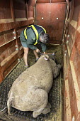 Black rhinoceros being loaded into a crate for translocation Africa,Conservation,rhino,rhinos,black rhino,black rhinos,black rhinoceros,Diceros bicornis,mammal,mammals,translocation,airlift,airlifted,capture,captive,ropes,covered,people,crate,syringe,ear,Mammal