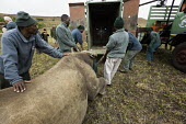 Black rhinoceros being loaded into a crate for translocation Africa,Conservation,rhino,rhinos,black rhino,black rhinos,black rhinoceros,Diceros bicornis,mammal,mammals,translocation,airlift,airlifted,capture,captive,ropes,covered,people,move,crate,Mammalia,Mamm