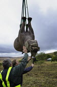 Black rhinoceros being lowered by helicopter after airlift Africa,Conservation,rhino,rhinos,black rhino,black rhinos,black rhinoceros,Diceros bicornis,mammal,mammals,translocation,helicopter,airlift,airlifted,capture,captive,ropes,lowered,safe,safely,ground,p