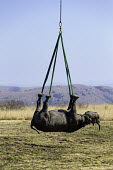 Black rhinoceros being lowered by helicopter after airlift Africa,Conservation,rhino,rhinos,black rhino,black rhinos,black rhinoceros,Diceros bicornis,mammal,mammals,translocation,helicopter,airlift,airlifted,capture,captive,ropes,lowered,hang,hanging,ground,