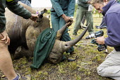 Black rhinoceros being prepared for a radio transmitter Africa,Conservation,rhino,rhinos,black rhino,black rhinos,black rhinoceros,Diceros bicornis,mammal,mammals,translocation,capture,captive,ropes,covered,people,drill,radio transmitter,blood sample,hole,
