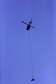 Black rhinoceros being airlifted by helicopter Africa,Conservation,rhino,rhinos,black rhino,black rhinos,black rhinoceros,Diceros bicornis,mammal,mammals,translocation,helicopter,airlift,airlifted,capture,captive,ropes,blue sky,silhouette,Mammalia