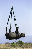 Black rhinoceros being lowered by helicopter after airlift Africa,Conservation,rhino,rhinos,black rhino,black rhinos,black rhinoceros,Diceros bicornis,mammal,mammals,translocation,helicopter,airlift,airlifted,capture,captive,ropes,lowered,hang,hanging,Mammali