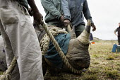 Black rhinoceros being loaded into a crate for translocation Africa,Conservation,rhino,rhinos,black rhino,black rhinos,black rhinoceros,Diceros bicornis,mammal,mammals,translocation,airlift,airlifted,capture,captive,ropes,ground,nose,horn,covered,lip,prehensile