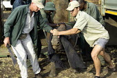 Black rhinoceros being released into a protected area Africa,Conservation,rhino,rhinos,black rhino,black rhinos,black rhinoceros,Diceros bicornis,mammal,mammals,translocation,capture,captive,people,protected area,release,crate,blindfold,rope,protect,prot