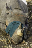 Black Rhinoceros that has been tranquilized Africa,Conservation,rhino,rhinos,black rhino,black rhinos,black rhinoceros,Diceros bicornis,mammal,mammals,translocation,capture,captive,people,protected area,release,crate,blindfold,protect,protected