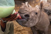 Young rhinoceros being fed milk by hand Africa,Conservation,rhino,rhinos,white rhino,white rhinos,white rhinoceros,mammal,mammals,captive,protect,protected,young,fed,milk,hand rear,hand reared,bottle,bottle fed,shallow focus,drip,dribble,ca