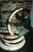 African elephant ivory confiscated from poachers Africa,Conservation,issue,issues,conservation issues,conservation issue,threat,threatened,ivory,confiscated,CITES,trade,endangered species,endangered,tusk,tusks,pile,shelves,people,Elephants,Elephanti