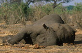 African elephant killed by poachers Africa,Conservation,issue,issues,conservation issues,conservation issue,threat,threatened,elephant,elephants,African elephant,mammal,mammals,killed,dead,poached,poach,poacher,poachers,tusk,tusks,Eleph