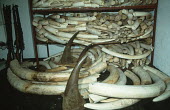 Confiscated elephant ivory and rhino horn Africa,Conservation,issue,issues,conservation issues,conservation issue,threat,threatened,ivory,confiscated,CITES,trade,endangered species,endangered,rifle,rifles,horn,horns,tusk,tusks,pile,shelves,El