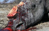 White rhino killed by poachers for horn Africa,Conservation,issue,issues,conservation issues,conservation issue,threat,threatened,rhino,rhinos,white rhino,white rhinos,white rhinoceros,Ceratotherium simum,mammal,mammals,killed,dead,poached,