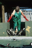 Rescued oiled African penguins being released into holding pool Southern African National Foundation for Conservation of Coastal Birds Africa,Conservation,issue,issues,conservation issues,conservation issue,threat,threatened,Jackass penguin,black-footed penguin,African penguin,penguin,penguins,bird,birds,pollution,environmental,disas