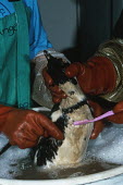 Rescued oiled African penguin being cleaned at Southern African National Foundation for Conservation of Coastal Birds Africa,Conservation,issue,issues,conservation issues,conservation issue,threat,threatened,Jackass penguin,black-footed penguin,African penguin,penguin,penguins,bird,birds,pollution,environmental,disas