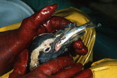 Rescued oiled African penguin being fed with fish at Southern African National Foundation for Conservation of Coastal Birds Africa,Conservation,issue,issues,conservation issues,conservation issue,threat,threatened,Jackass penguin,black-footed penguin,African penguin,penguin,penguins,bird,birds,pollution,environmental,disas