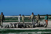 Rescue personnel catching oiled pengions Africa,Conservation,issue,issues,conservation issues,conservation issue,threat,threatened,Jackass penguin,black-footed penguin,African penguin,penguin,penguins,bird,birds,pollution,environmental,disas