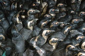 Oiled African penguins in holding pens waiting to be cleaned Africa,Conservation,issue,issues,conservation issues,conservation issue,threat,threatened,Jackass penguin,black-footed penguin,African penguin,penguin,penguins,bird,birds,pollution,environmental,disas