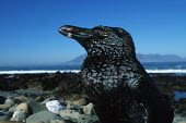 African penguin covered in oil from oil spill off the coast of South Africa Africa,Conservation,issue,issues,conservation issues,conservation issue,threat,threatened,Jackass penguin,black-footed penguin,African penguin,penguin,penguins,bird,birds,pollution,environmental,disas
