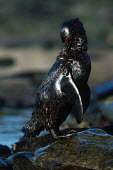 African penguin covered in oil from oil spill off the coast of South Africa Africa,Conservation,issue,issues,conservation issues,conservation issue,threat,threatened,Jackass penguin,black-footed penguin,African penguin,penguin,penguins,bird,birds,pollution,environmental,disas